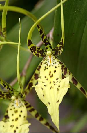 Сорта орхидей: Brassia Rex