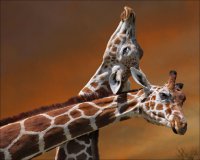 Супружеская верность среди животных: жирафы