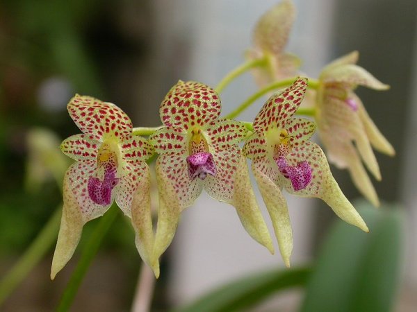 Сорта орхидей: Bulbophyllum guttulatum