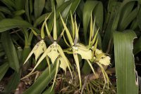 Сорта орхидей: Brassia angusta