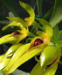Сорта орхидей: Bulbophyllum graveolens