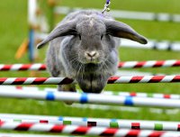 Соревнования среди кроликов по прыжкам и бегу