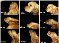 Как скорость машины изменяет морду собаки