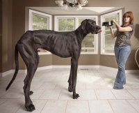 Рекорды Гиннеса 2013: самая высокая собака