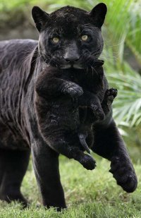 Черная пантера с детенышем