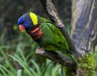 Самые красивые птицы в мире: лориевые попугаи