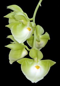 Сорта орхидей: Catasetum pileatum