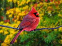 Самые красивые птицы в мире: красный кардинал