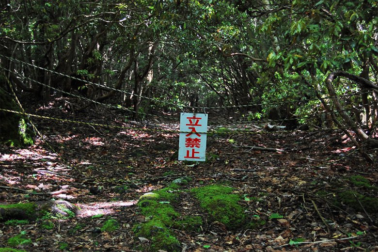 Самые жуткие места на планете: лес Аокигахара