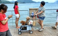 Счастливые собачки Гонконга