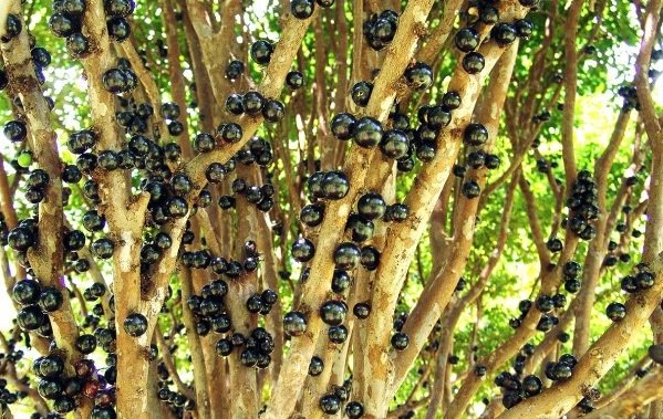 Самые необычные продукты: виноградное дерево жаботикаба