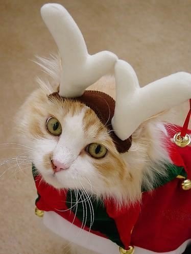 Новогодние фотографии кошек: кошка в рожках