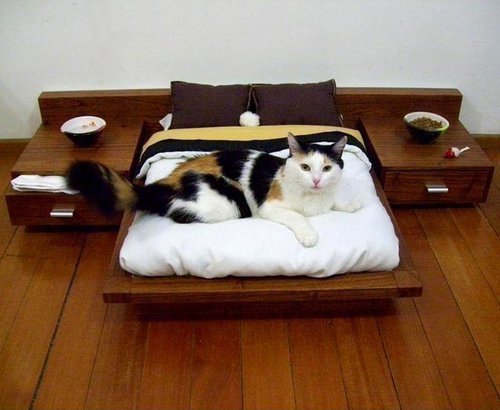 Лежанка для кота со всеми удобствами