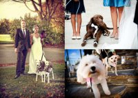 Свадебные тренды: собаки на свадьбе