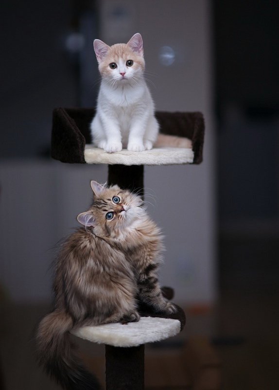 Котяшки-симпатяжки Ханна и Дейзи
