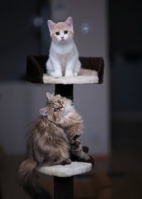 Котяшки-симпатяжки Ханна и Дейзи