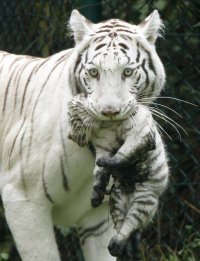 Белая тигрица с тигренком