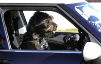 Собака сдает экзамен на вождение автомобиля