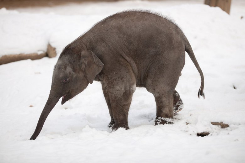 Слоненок в Берлинском зоопарке радуется снегу