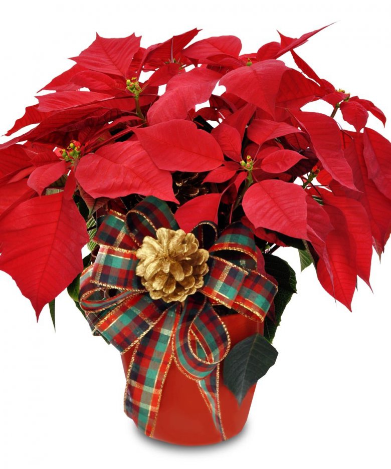 Растения-символы Рождества: пуансеттия