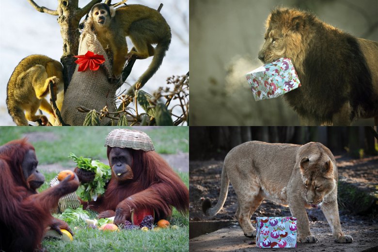 Животные в зоопарках радуются рождественским подаркам