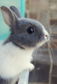 Еще один сладкий крольчонок