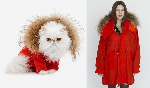 Кошкины одежки: линия одежды для кошек Catclub от United Bamboo