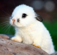 Маленький крольчонок