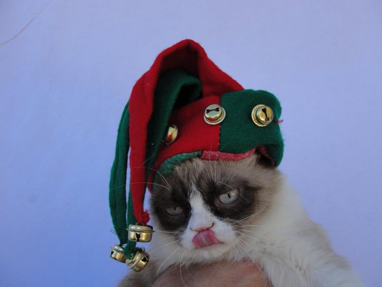 Сердитый кот встретил Рождество