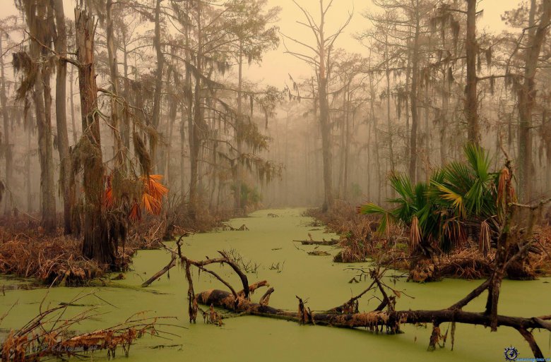 Самые жуткие места на планете: болото Манчак