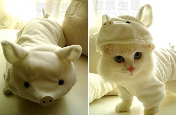 Одежда для любимой кошки