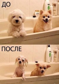 Собачки до и после купания