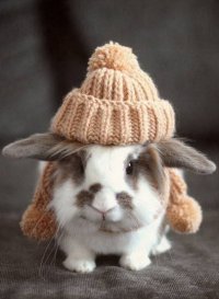 Кролик в шапке
