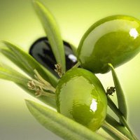 Оливки для похудения