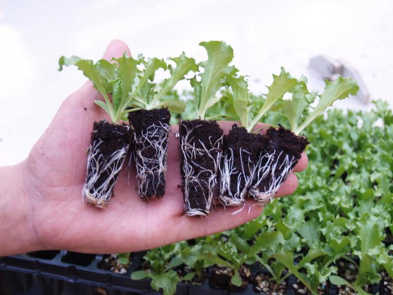 Как вырастить листовой салат в домашних условиях: делюсь опытом | Огород на подоконнике | Дзен
