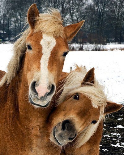 Лошадки улыбаются!