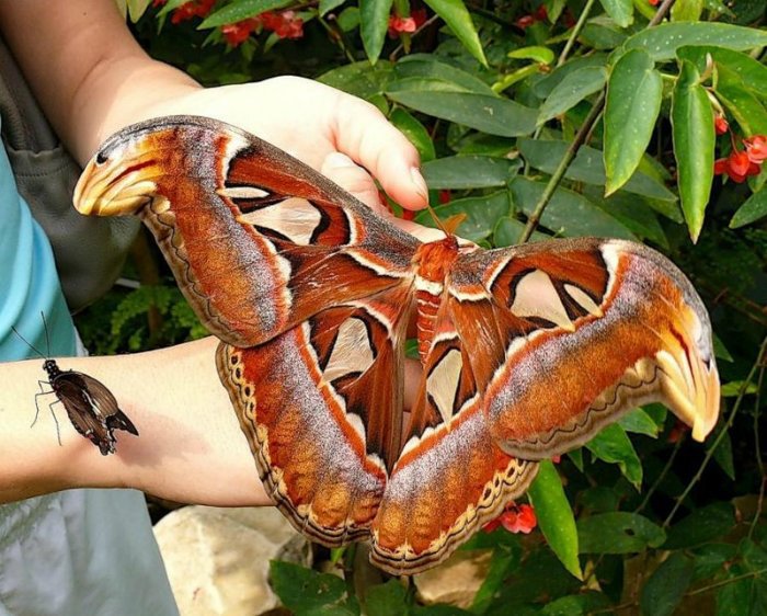 Бабочка Attacus Atlas