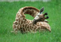 Спящий жираф