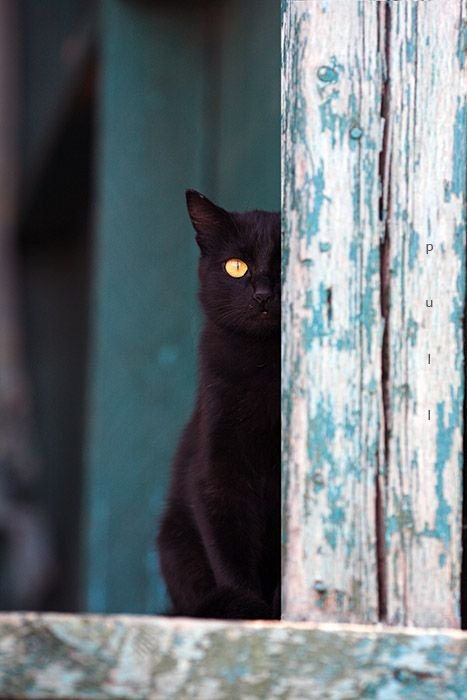 Черная кошка следит за вами...