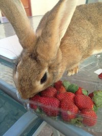 Можно ли кроликам давать клубнику?