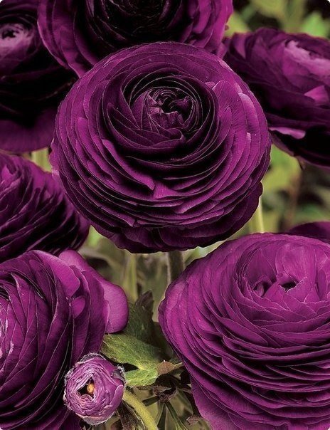Ранункулюс пурпурный - настоящее украшение вашего цветника
