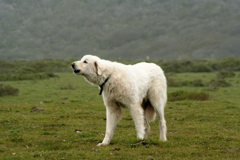 Акбаш - турецкий сторожевой пес