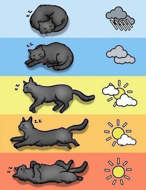 Кошачий прогноз погоды