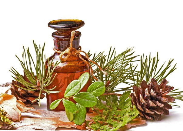 Эфирные масла для здоровья и красоты: хвойные ароматы