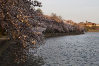 Фестиваль цветущей сакуры в Вашингтоне