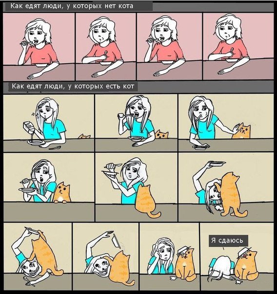 Как едят люди, у которых есть кот и нет кота