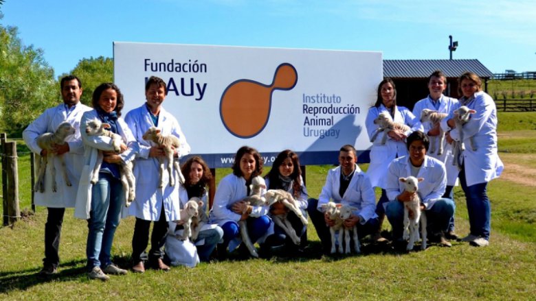 Мы без ГМО: уругвайские ученые и их овцы