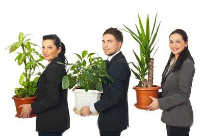 Какие выбрать растения для офиса?