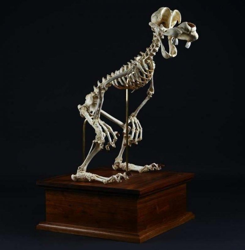 Скелеты мультяшек от Ли Хьюн Ко