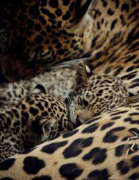 Отдыхающие леопарды